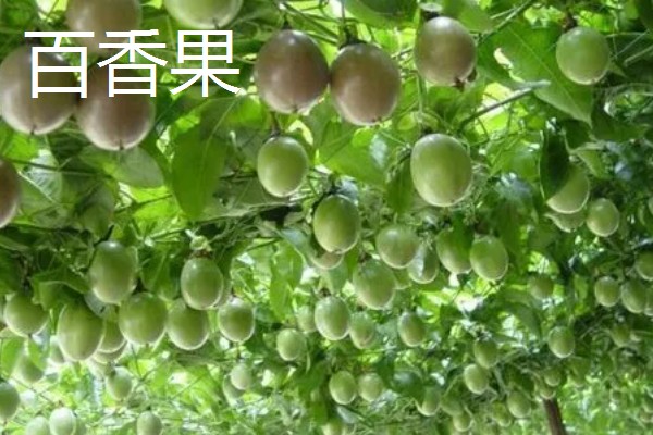 有哪些致富的种植项目,以下20个品种均可考虑