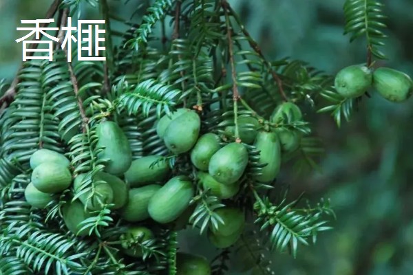 有哪些致富的种植项目,以下20个品种均可考虑