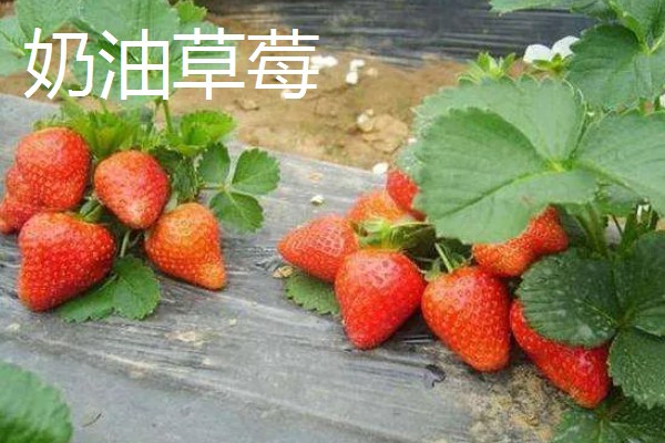 有哪些致富的种植项目,以下20个品种均可考虑