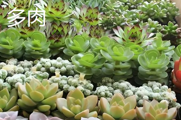 有哪些致富的种植项目,以下20个品种均可考虑