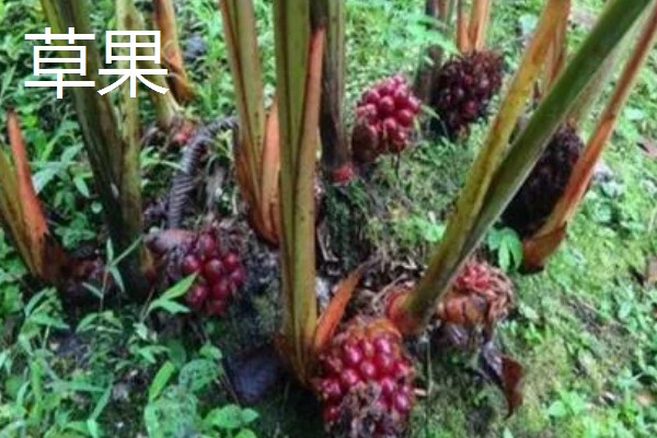 有哪些致富的种植项目,以下20个品种均可考虑