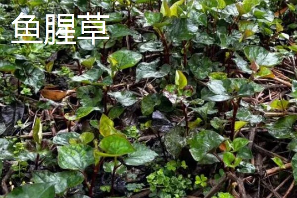 有哪些致富的种植项目,以下20个品种均可考虑