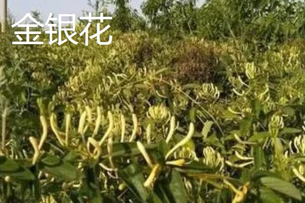 有哪些致富的种植项目,以下20个品种均可考虑