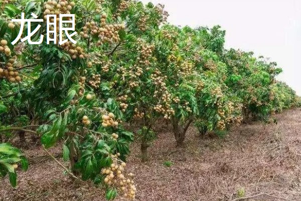 有哪些致富的种植项目,以下20个品种均可考虑