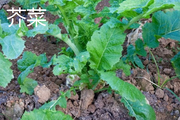 有哪些致富的种植项目,以下20个品种均可考虑