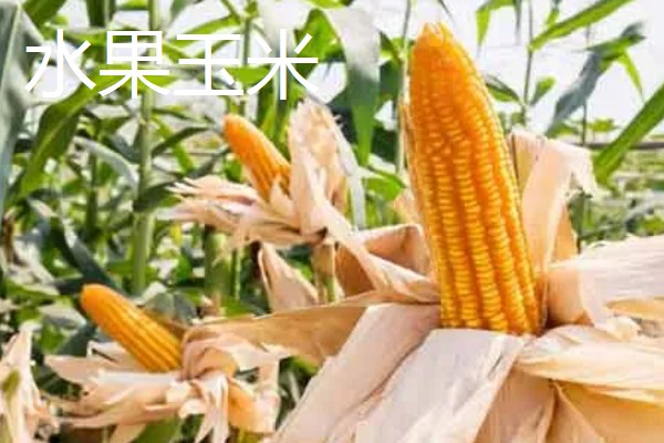 有哪些致富的种植项目,以下20个品种均可考虑
