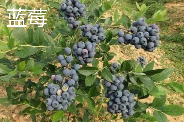 有哪些致富的种植项目,以下20个品种均可考虑