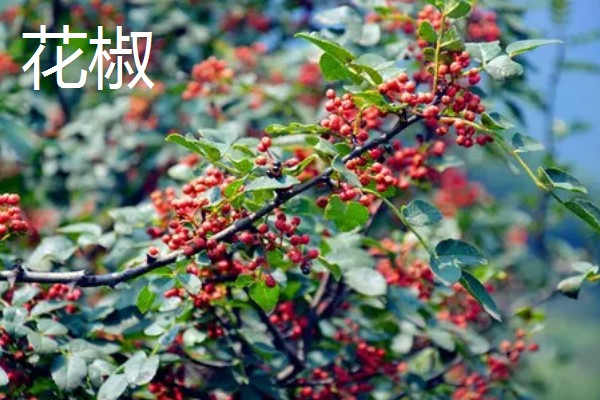 有哪些致富的种植项目,以下20个品种均可考虑