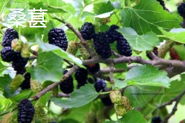有哪些致富的种植项目,以下20个品种均可考虑
