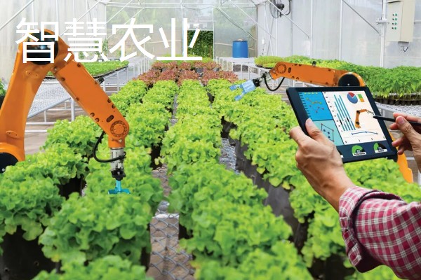 有哪些致富的种植项目,以下20个品种均可考虑