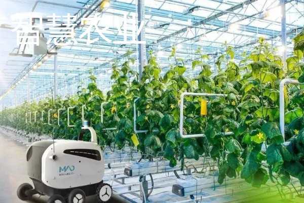 有哪些致富的种植项目,以下20个品种均可考虑