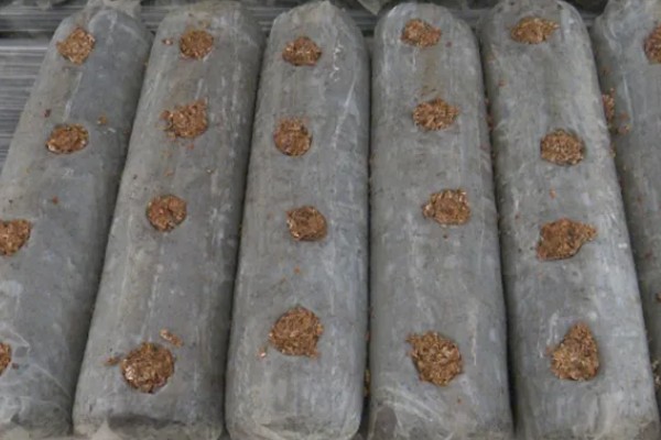 金针菇的种植方法,培养室的温度保持在20-25℃左右