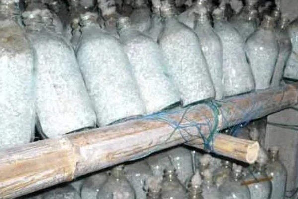 金针菇的种植方法,培养室的温度保持在20-25℃左右