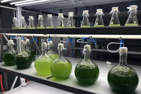 金针菇的种植方法,培养室的温度保持在20-25℃左右
