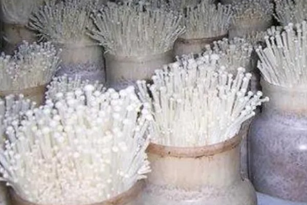 金针菇的种植方法,培养室的温度保持在20-25℃左右