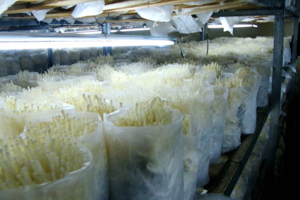 金针菇的种植方法,培养室的温度保持在20-25℃左右