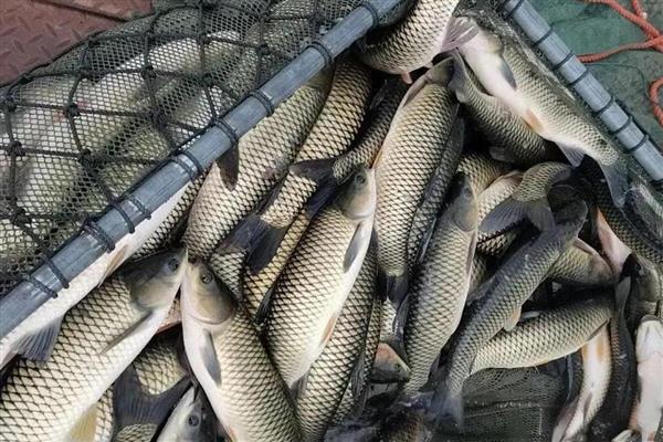草鱼不爱吃食的原因,水温低、水质差都是常见因素