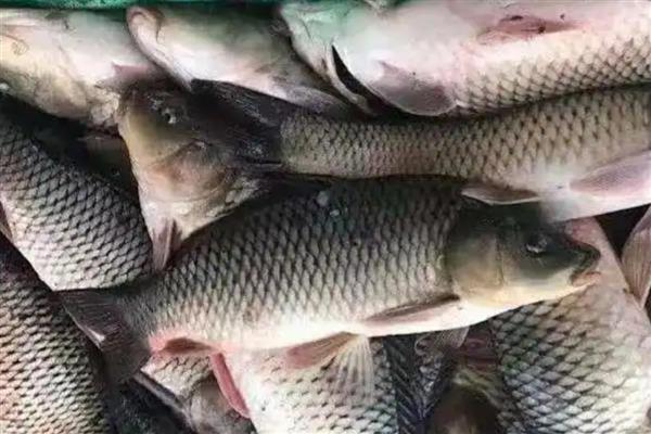 草鱼不爱吃食的原因,水温低、水质差都是常见因素
