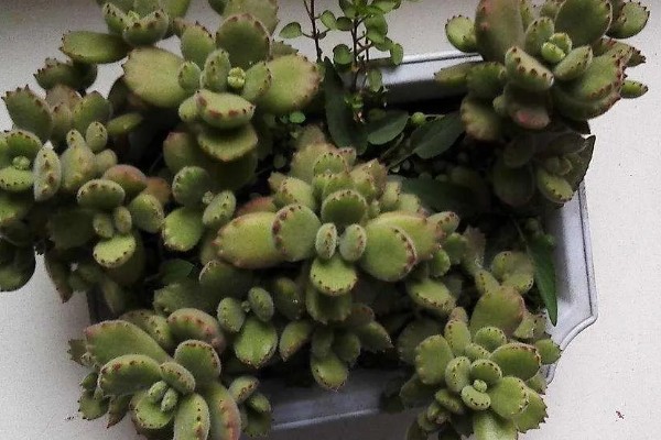 让熊掌多肉爆盆的方法,平时放在光照充足的地方养护