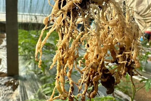 花卉线虫病的发生规律,在病株和土壤中越冬翌年春季侵染