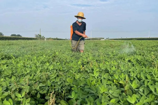 花生适合用什么叶面肥,选择含有氮磷钾的肥料