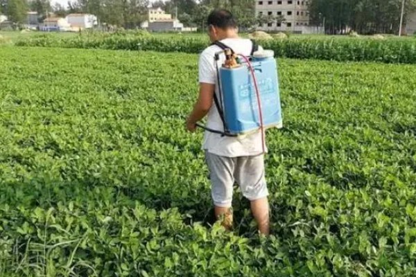 花生适合用什么叶面肥,选择含有氮磷钾的肥料