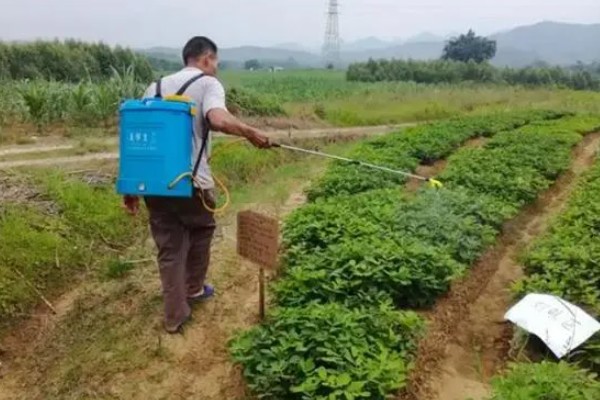 花生适合用什么叶面肥,选择含有氮磷钾的肥料