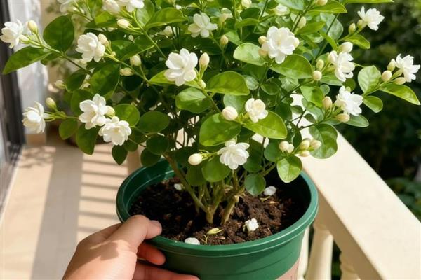 盆栽茉莉花怎么养殖，温度要控制在20℃以上