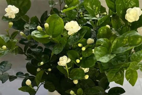 盆栽茉莉花怎么养殖，温度要控制在20℃以上