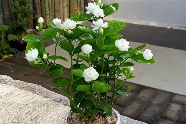 盆栽茉莉花怎么养殖，温度要控制在20℃以上