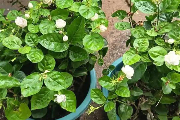 盆栽茉莉花怎么养殖，温度要控制在20℃以上