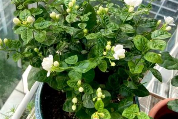 盆栽茉莉花怎么养殖，温度要控制在20℃以上