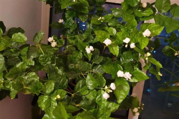 盆栽茉莉花怎么养殖，温度要控制在20℃以上
