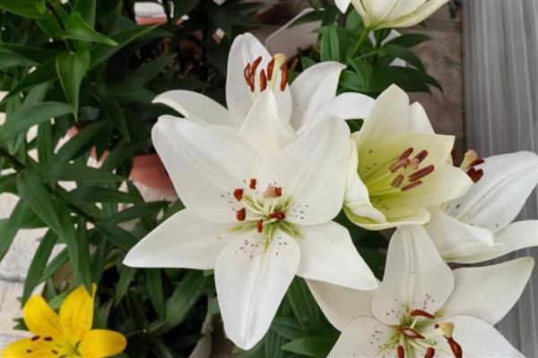什么花具有祝福的花语，常见百合花、康乃馨等品种