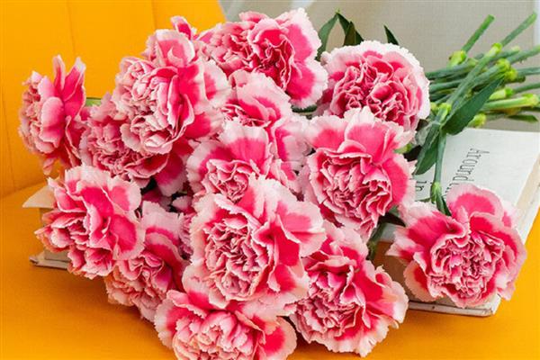 什么花具有祝福的花语，常见百合花、康乃馨等品种