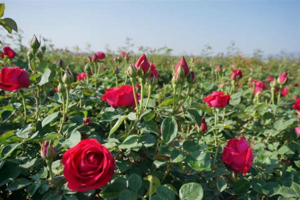 什么花具有祝福的花语，常见百合花、康乃馨等品种
