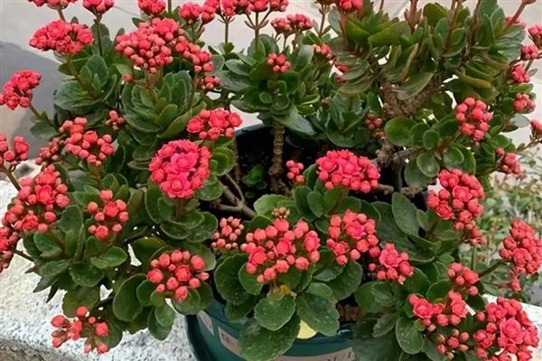 什么花具有祝福的花语，常见百合花、康乃馨等品种