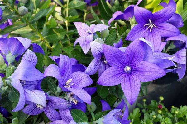 什么花具有祝福的花语，常见百合花、康乃馨等品种