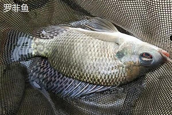 太阳鱼和罗非鱼的区别，前者属于太阳鱼科、后者属于丽鱼科