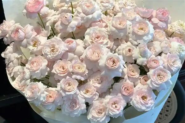 粉色玫瑰的花语,代表表白、感动、快乐等含义