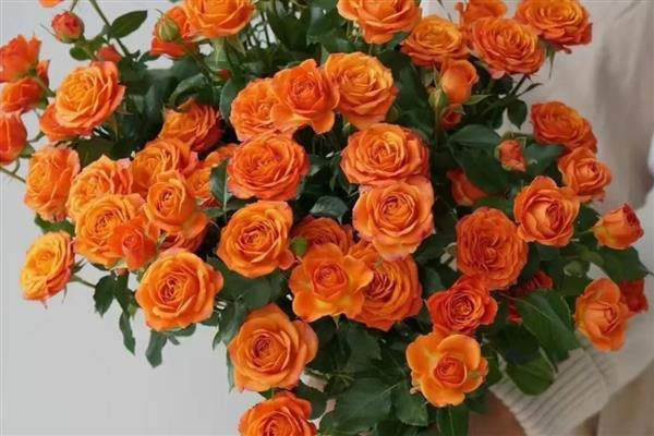 粉色玫瑰的花语,代表表白、感动、快乐等含义