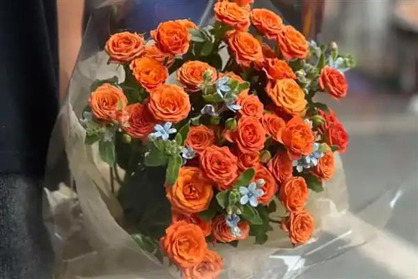 粉色玫瑰的花语,代表表白、感动、快乐等含义