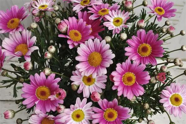玛格丽特的开花时间,一般是10月份至次年5月份