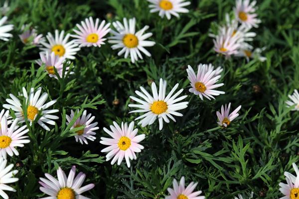 玛格丽特的开花时间,一般是10月份至次年5月份