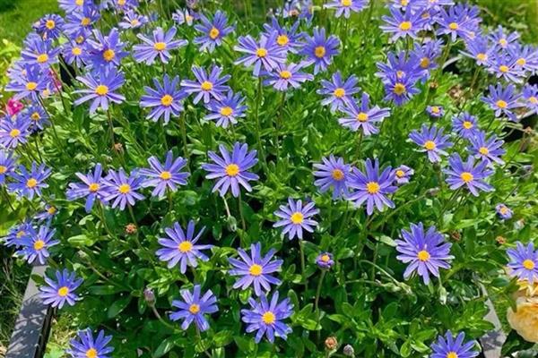 玛格丽特的开花时间,一般是10月份至次年5月份