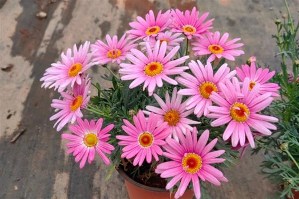 玛格丽特的开花时间,一般是10月份至次年5月份
