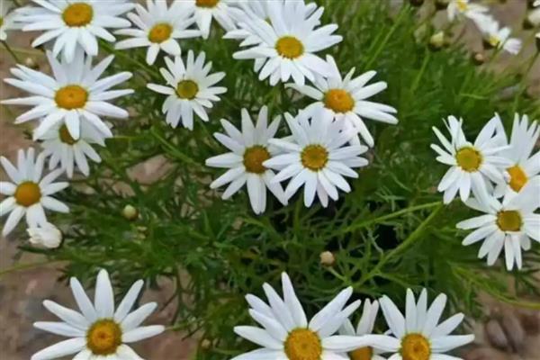 玛格丽特的开花时间,一般是10月份至次年5月份