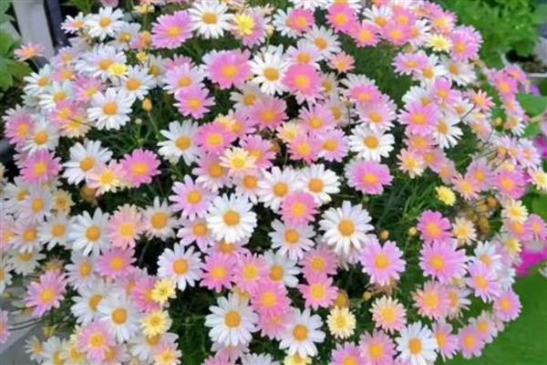 玛格丽特的开花时间,一般是10月份至次年5月份