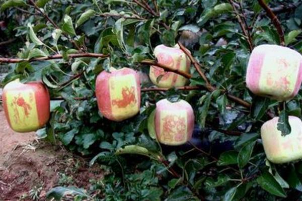 河北省成安县的特产,成安甜瓜美味可口