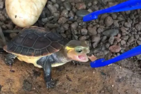 乌龟冬眠结束后喂什么，鱼肉、虾肉、猪肉都能饲喂